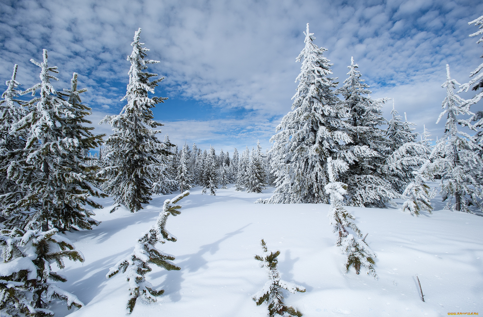 Какие есть зимние. Зимняя природа Иенгры. Айдахо природа зимой. West Yellowstone Winter. Прокат зима для природа.